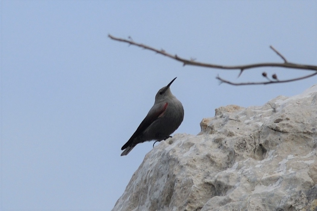 Wallcreeper — Ana fotoğraf